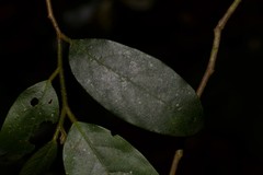Alangium villosum