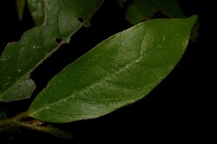 Alangium villosum