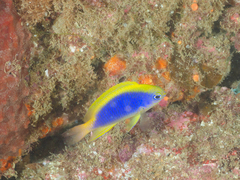 Chrysiptera flavipinnis