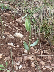 Fritillaria bithynica