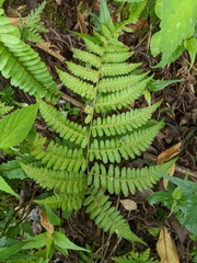 Deparia boryana