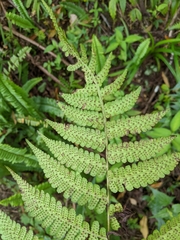 Deparia boryana