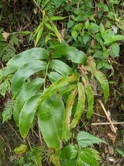 Dryopteris pseudosieboldii