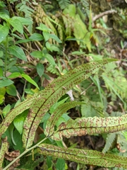 Dryopteris pseudosieboldii