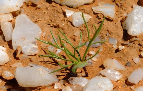 Kamieskroon Woolseed (Eriospermum sabulosum)