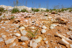 Eriospermum sabulosum