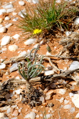 Crassothonna protecta