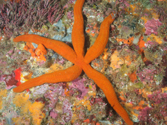 Ophidiaster confertus