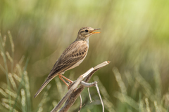 Anthus rufulus rufulus