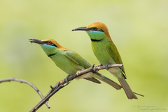 Merops orientalis ferrugeiceps