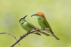 Merops orientalis ferrugeiceps