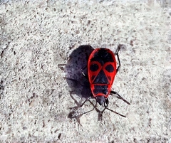 Pyrrhocoris apterus