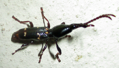 Orfilaia vulsellata