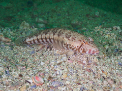 Parapercis stricticeps