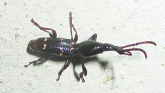Orfilaia vulsellata