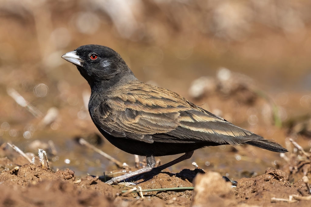 Black-Eared Sparrow-Lark