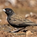 Sparrow-Larks - Photo (c) Greg de Klerk, some rights reserved (CC BY-NC), uploaded by Greg de Klerk