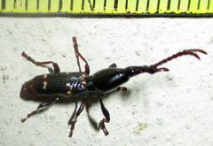 Orfilaia vulsellata