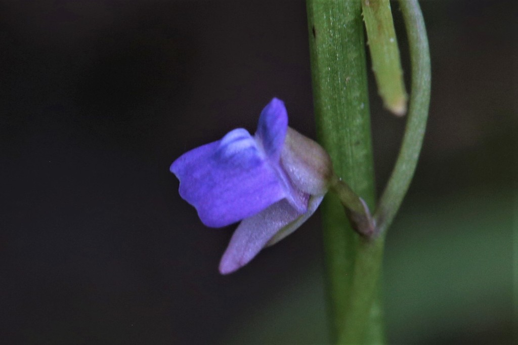 Utricularia foveolata Edgew.