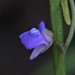 Utricularia foveolata - Photo 由 Hugo Innes 所上傳的 (c) Hugo Innes，保留部份權利CC BY