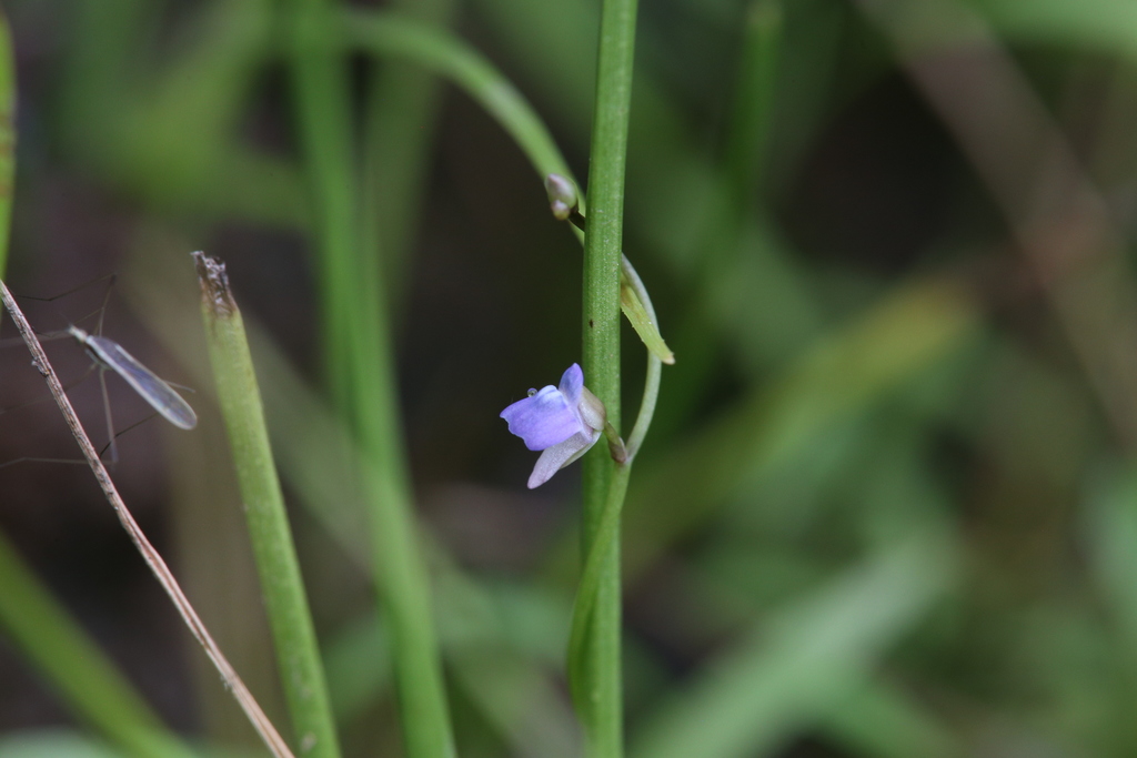 Utricularia foveolata Edgew. 2