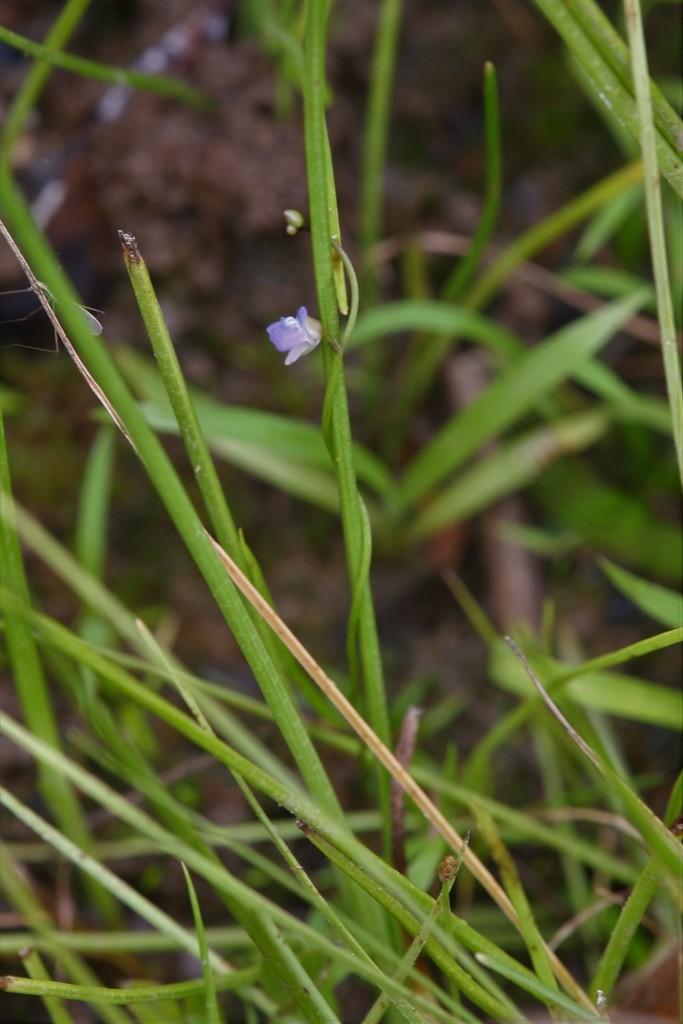 Utricularia foveolata Edgew. 3
