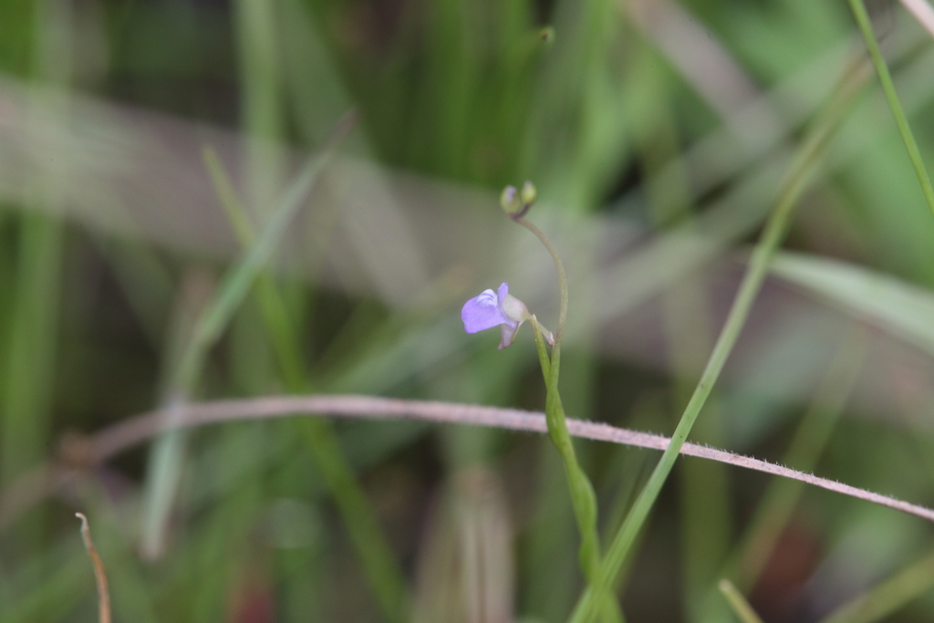 Utricularia foveolata Edgew. 4