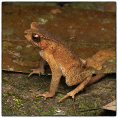 Duttaphrynus kotagamai