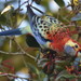 Crimson × Pale-headed Rosella - Photo (c) Dianne Clarke, some rights reserved (CC BY-NC), uploaded by Dianne Clarke