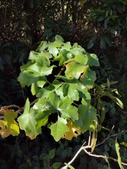 Hibiscus brackenridgei