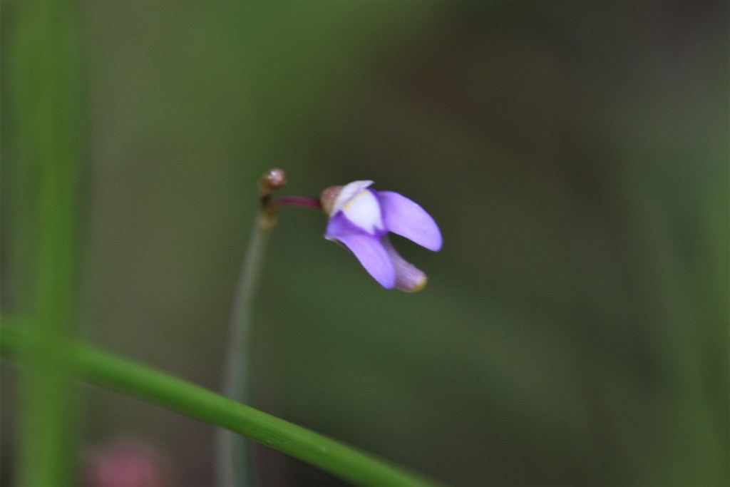 Utricularia limosa R.Br. 3