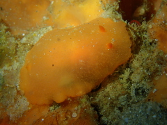 Doriopsilla carneola