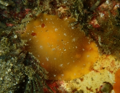 Doriopsilla carneola