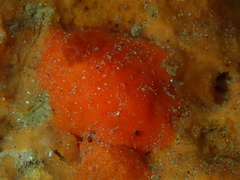 Doriopsilla carneola