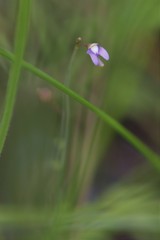 Utricularia limosa