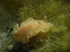 Sclerodoris tarka