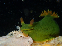 Tambja dracomus