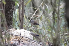 Actinodura cyanouroptera