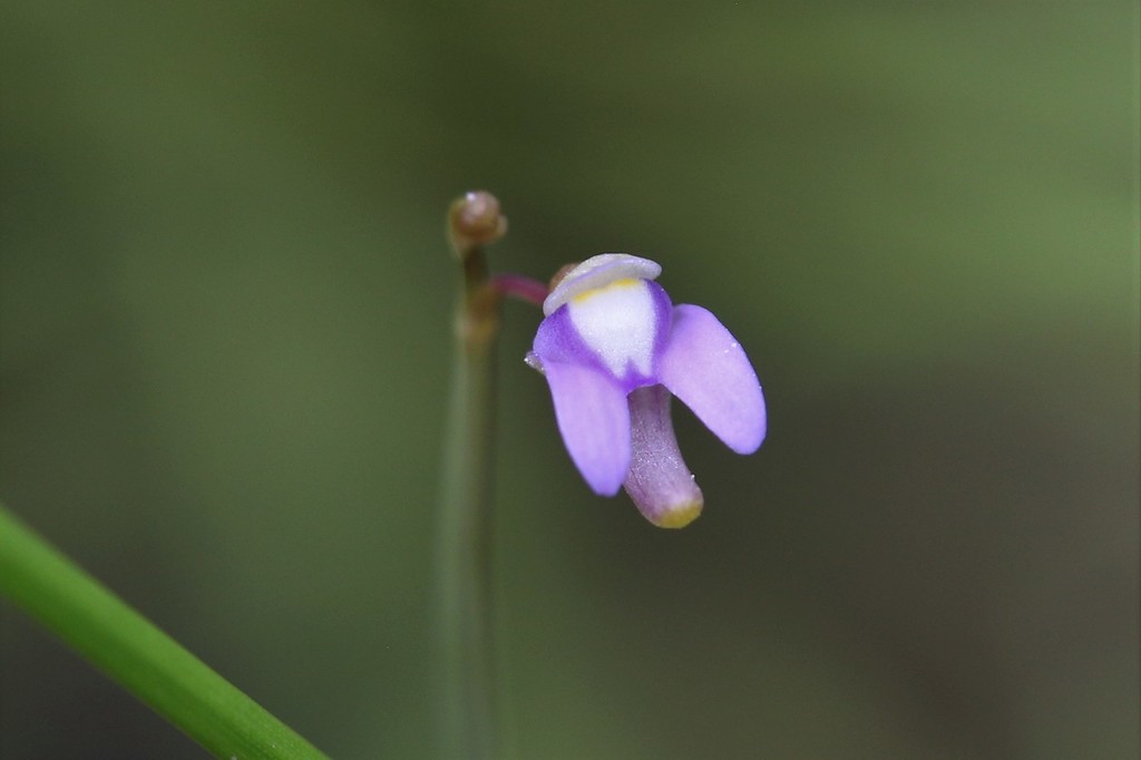 Utricularia limosa R.Br. 2