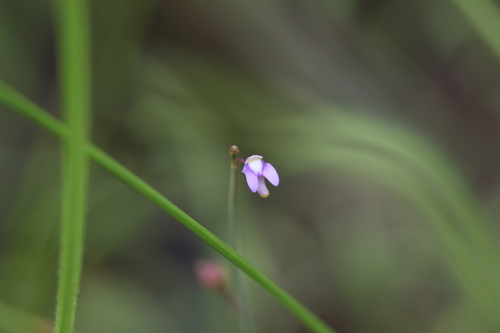 Image of Utricularia limosa by (c) Hugo Innes, some rights reserved (CC BY)