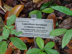 Lygodium kerstenii