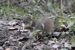 Sciuridae