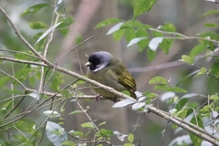 Spizixos semitorques