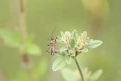 Trachylestes aspericollis
