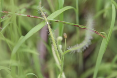 Drosera serpens