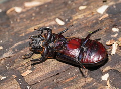 Pharochilus punctiger