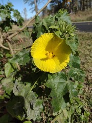 Hibiscus brackenridgei