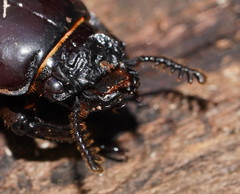 Pharochilus punctiger