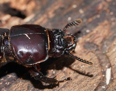 Pharochilus punctiger