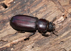 Pharochilus punctiger